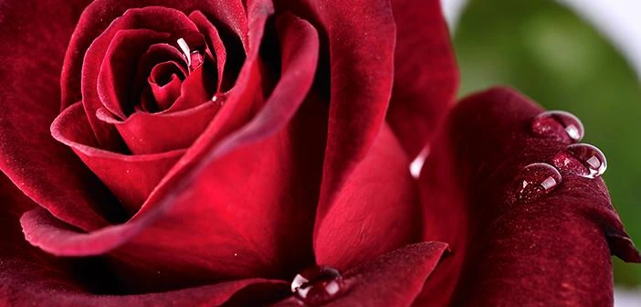 Peygamber Efendimizin Beşer Oluşu